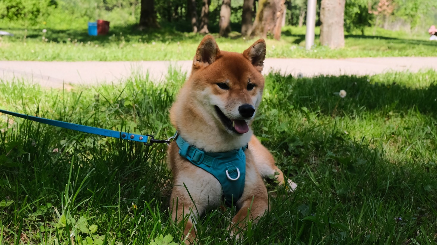 La historia detrás de Centro Canino La Senda