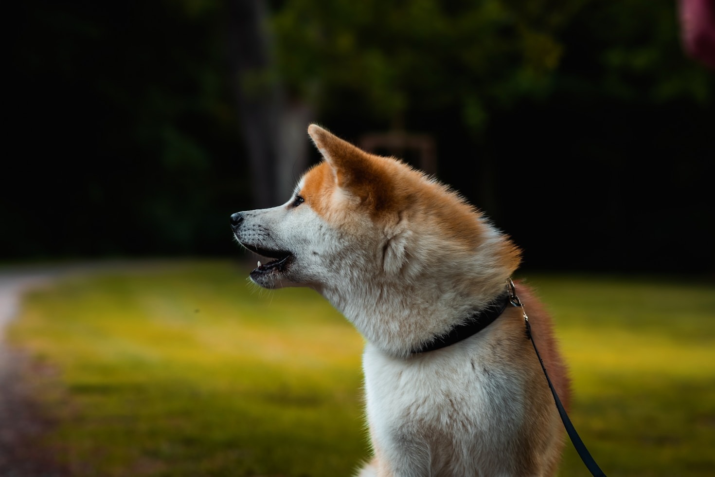 Cómo garantizar el bienestar de tu perro en una guardería