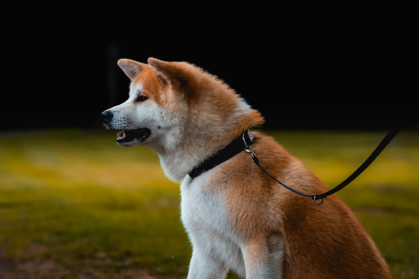 La importancia de la crianza responsable en perros