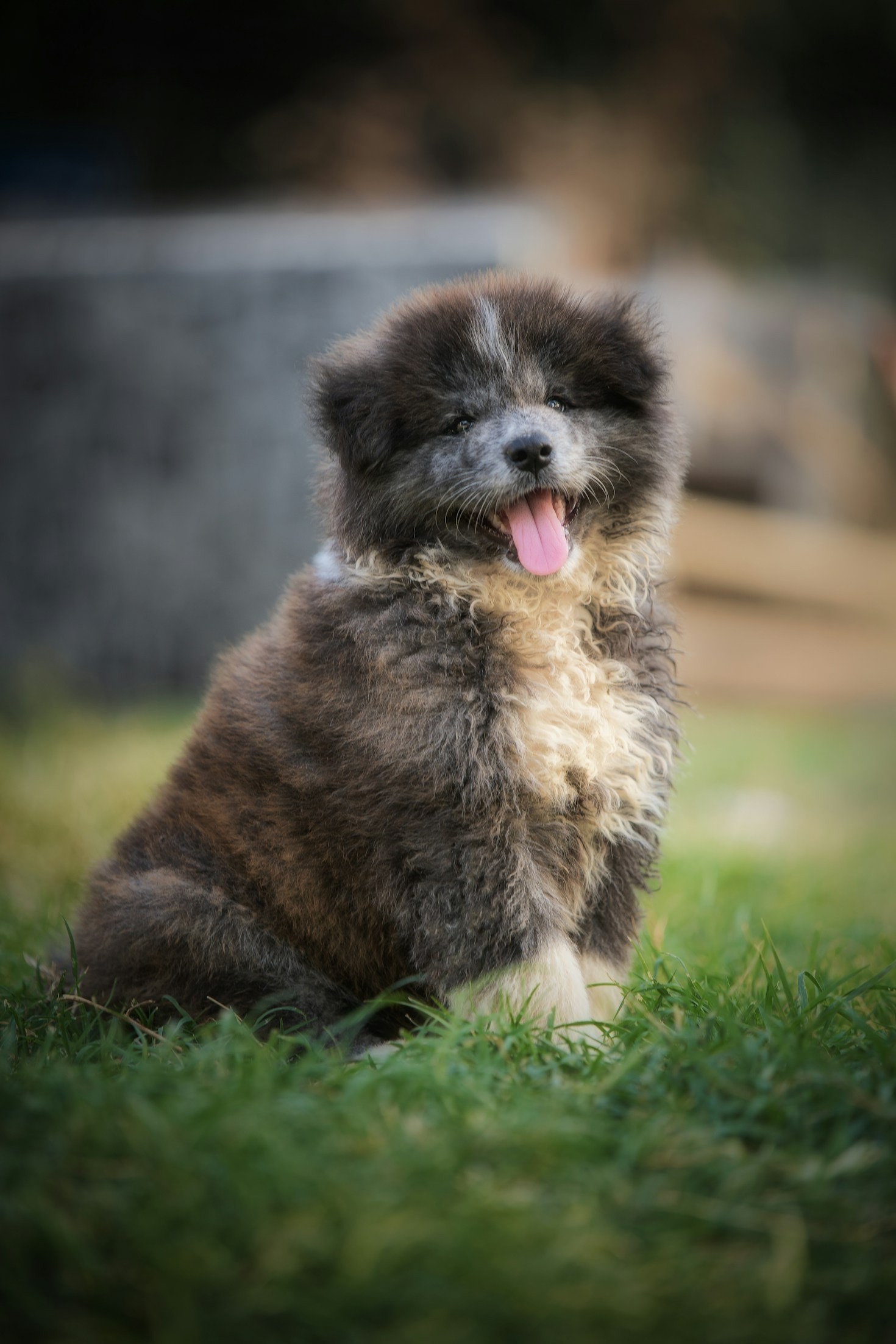 Centro Canino La Senda: Más de dos décadas de excelencia